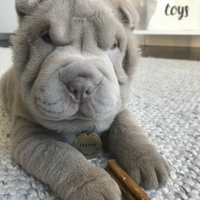 Shar Pei lying down on the carpet with its treats