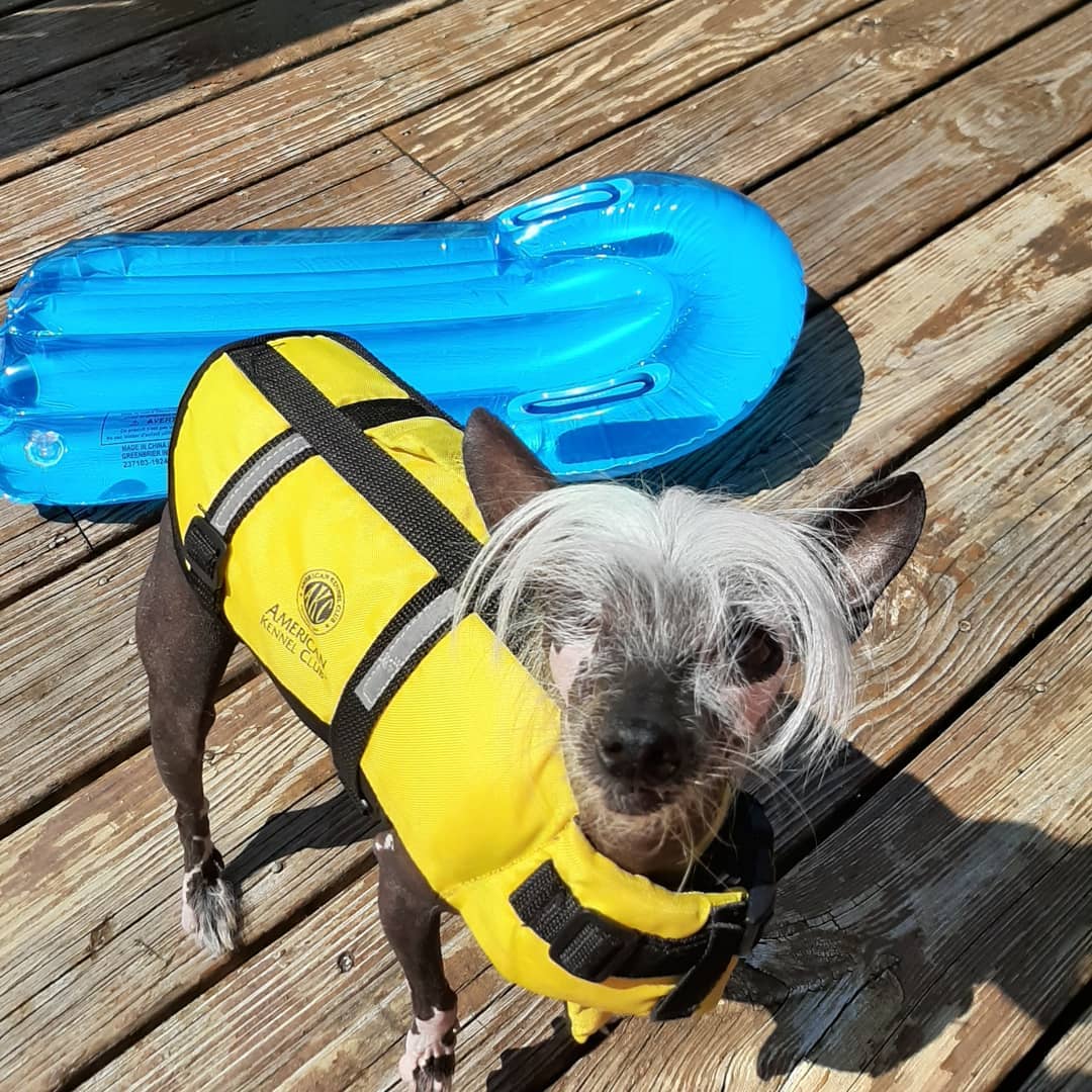 A Chinese Crested Dog wearing a life jacket while standing on the wooden floor and with a floatie behind him