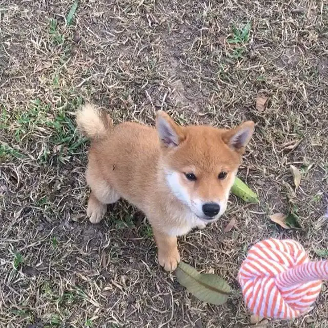 A Shiba Inu puppy sitting on the ground while staring at its tug toy