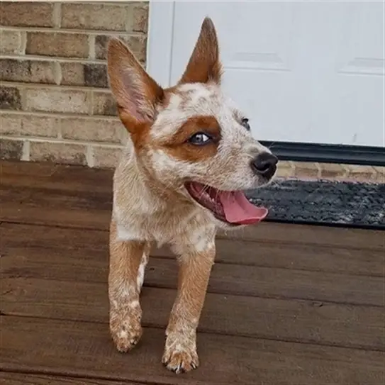 An Australian Cattle puppy standing in the front porch while smiling