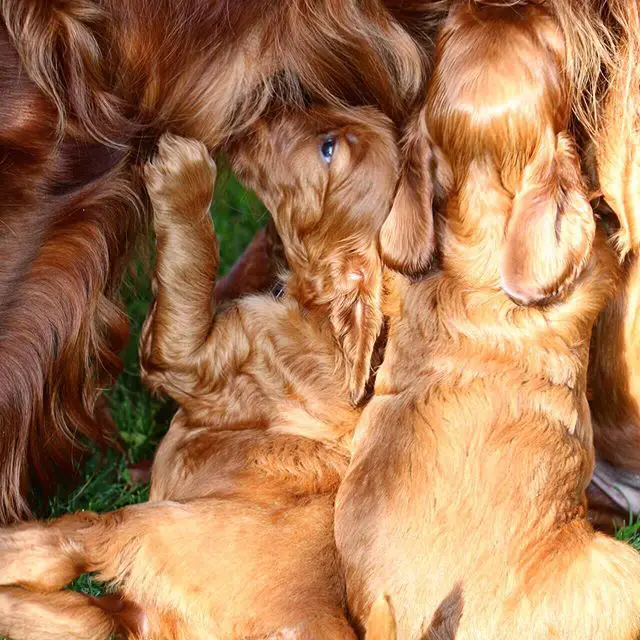two Irish Setter puppies from their their mother