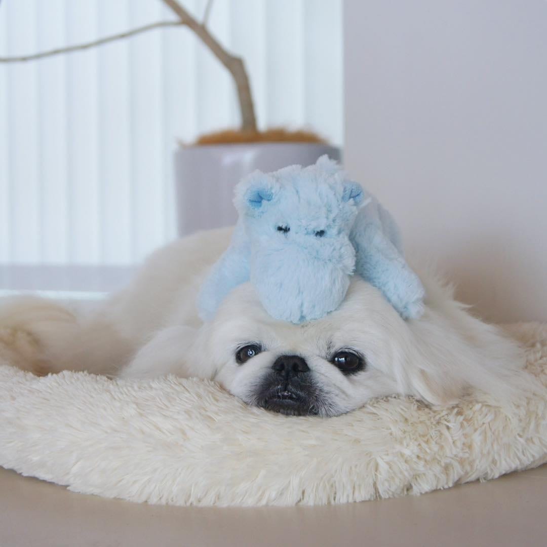 A Pekingese lying on its bed with a blue stuffed toy on top of its head
