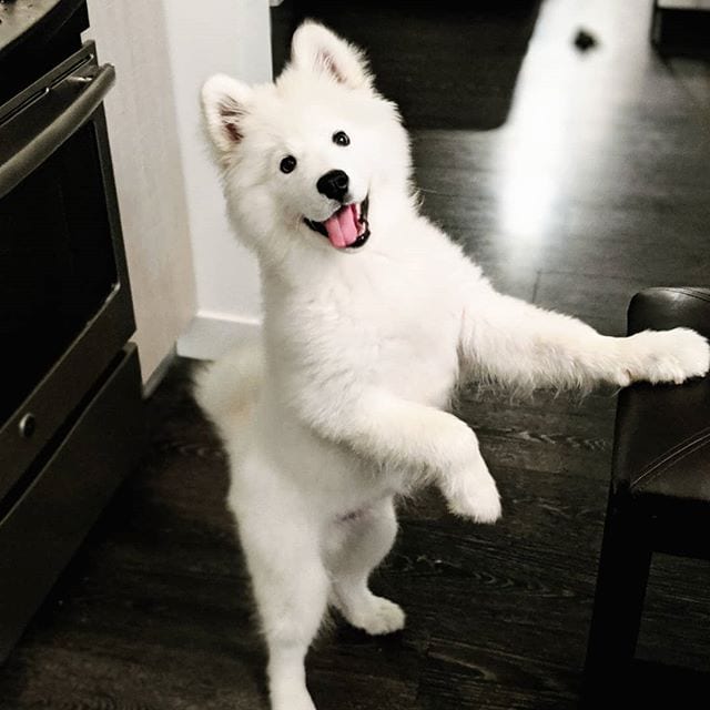 A Samoyed Dog standing up and leaning towards the chair