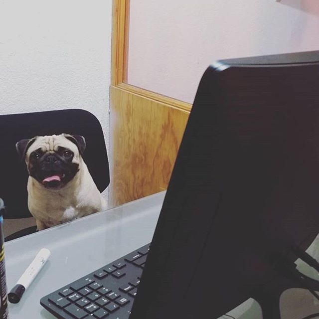 pug sitting on an office chair in front a computer