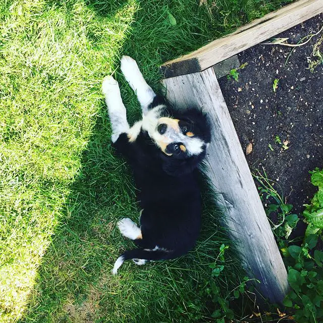 Bernese Mountain Dog lying on the green grass beside a raised bed