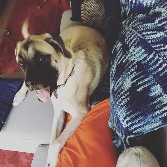 English Mastiff lying on the couch