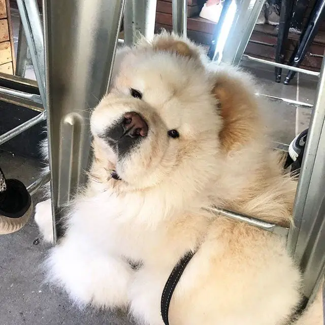 Chow Chow lying on the floor below the table