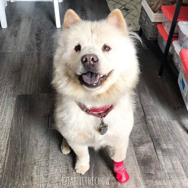 Chow Chow sitting on the floor wearing its pink cute boots
