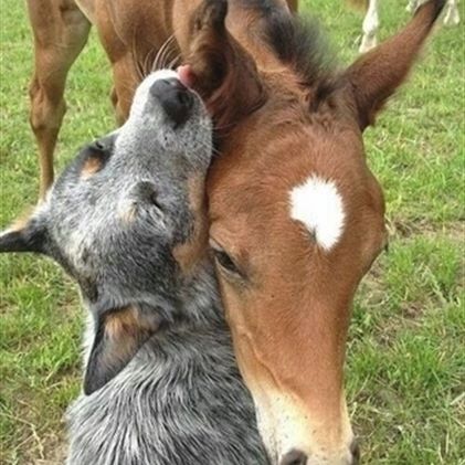 An Australian Cattle Dog licking the ears of the horse standing in front of him
