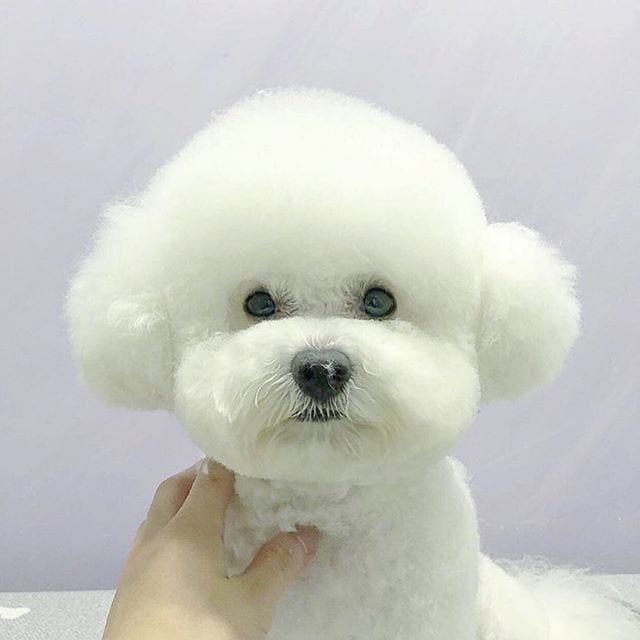 A Bichon Frise sitting on top the grooming table