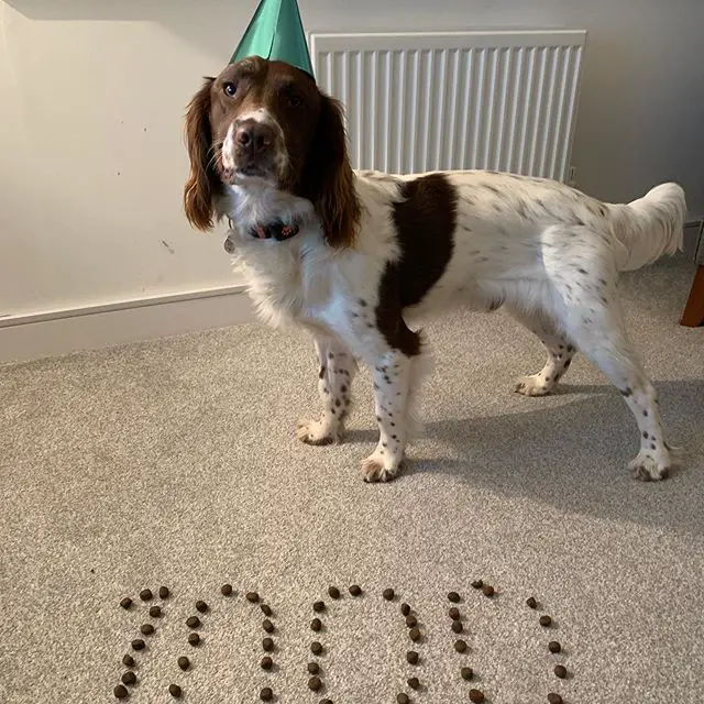 An English Springer Spaniel standing on the floor behind its dog food formed into 1000