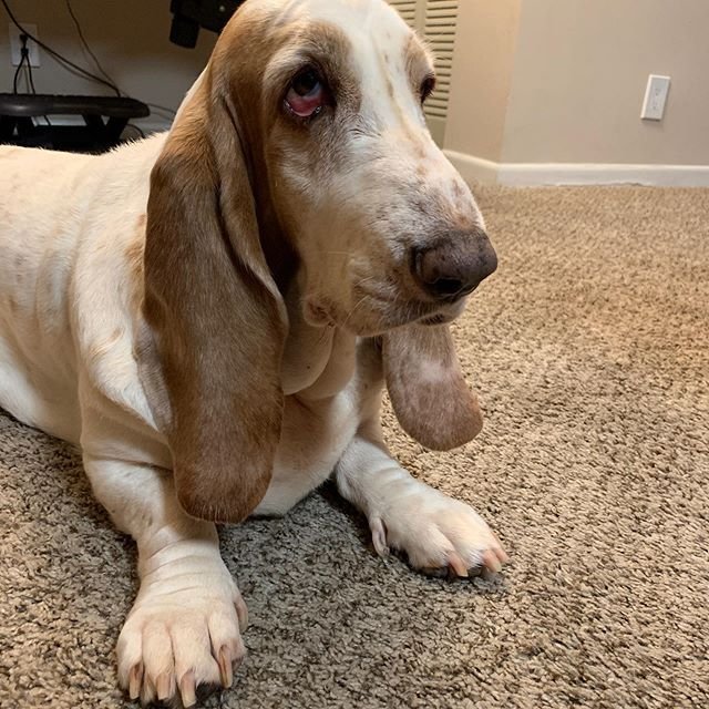 Basset Hound lying on the floor
