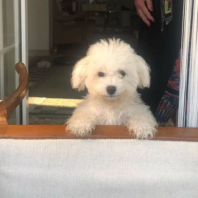 A Bichon Frise standing behind the couch by the door