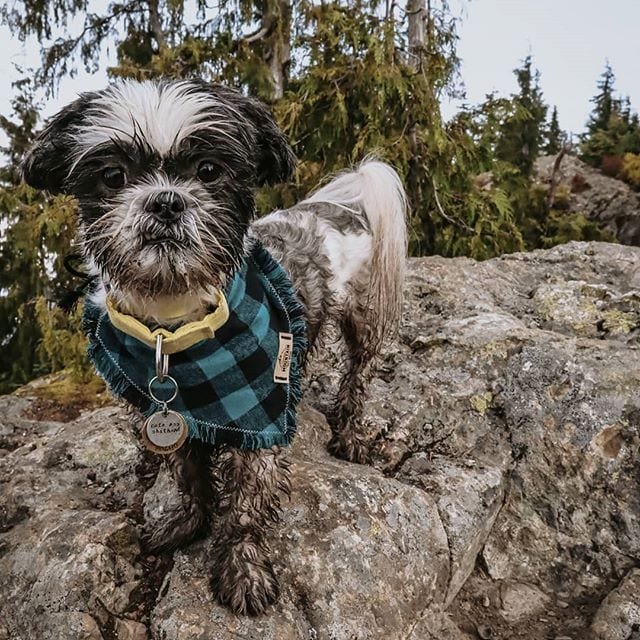 Cutest Shih Tzu wearing a blue and black check squared scarf