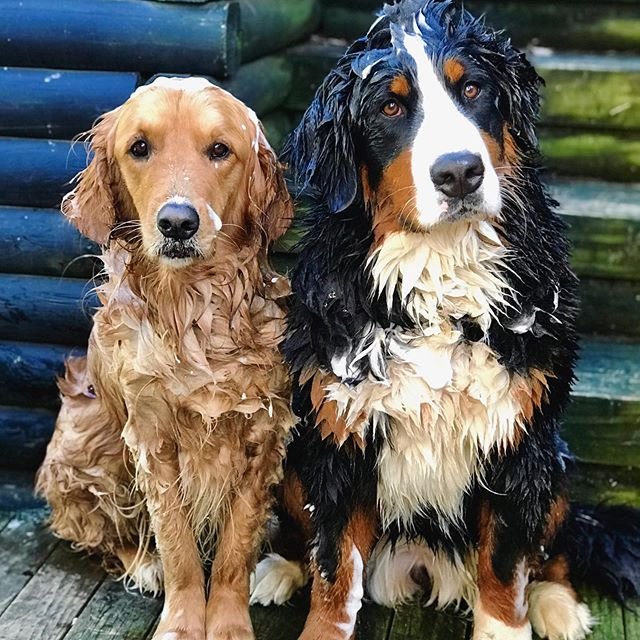 wet Bernese Mountain dog sitting beside another dog