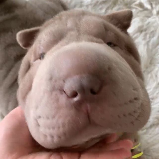 hand of a person petting an adorable Shar Pei