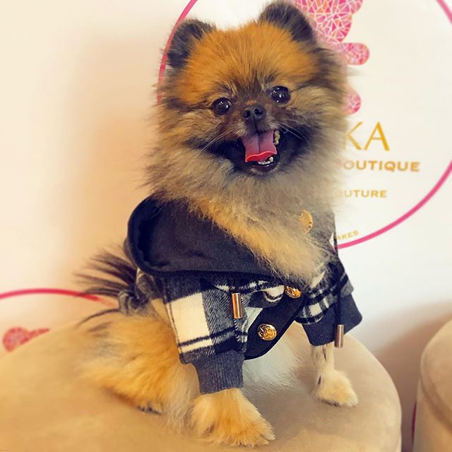 A Pomeranian wearing a jacket while sitting on the chair