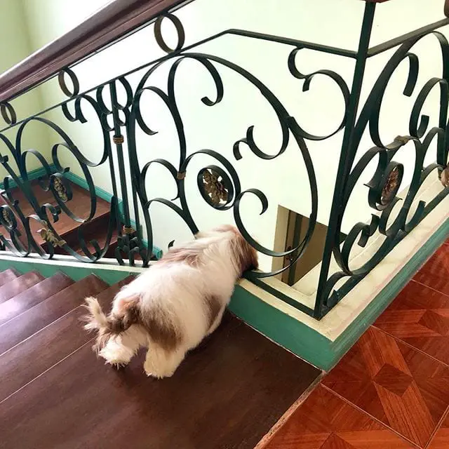 Cutest Shih Tzu looking down the stairs
