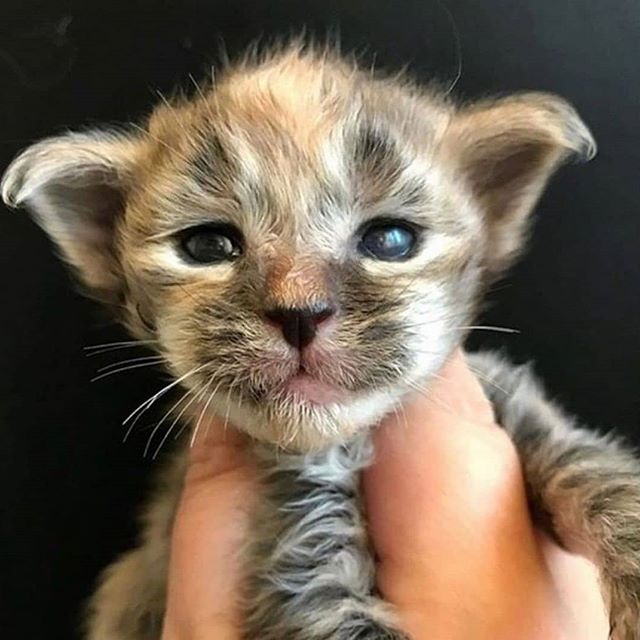 hand holding a Maine Coon kitten with brown, yellow, and white fur color