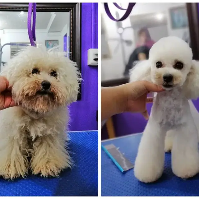 before and after haircut of a white Poodle standing on top of the grooming table
