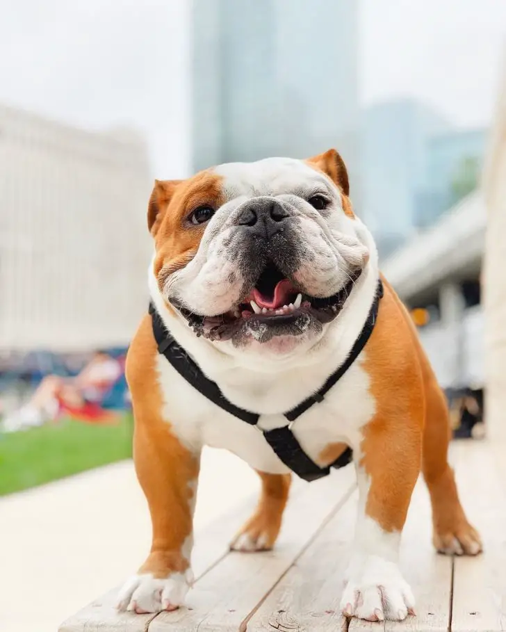 smiling English Bulldog standing on top of bench at the park