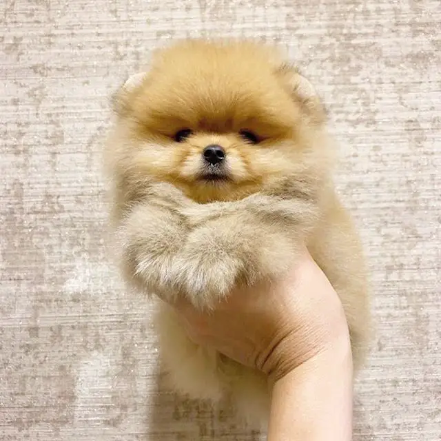 holding up a yellow Pomeranian puppy