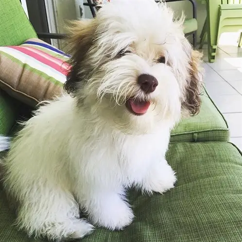 white Havanese with brown ears sitting on top of the couch
