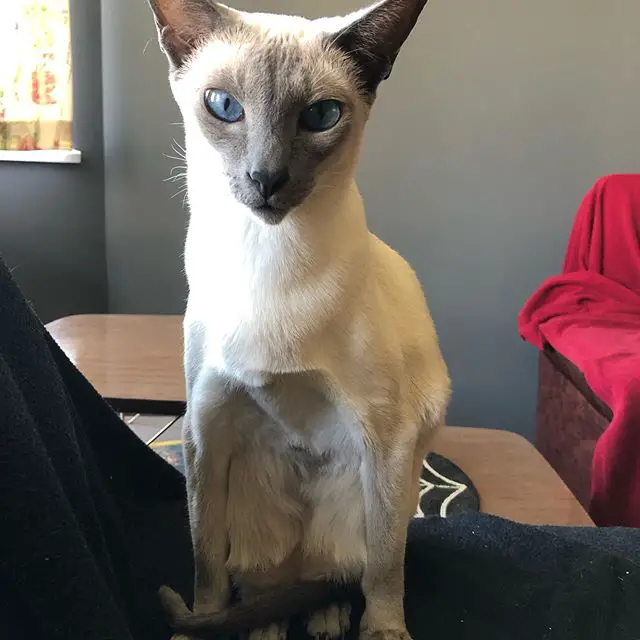Siamese Cat sitting on top of the couch