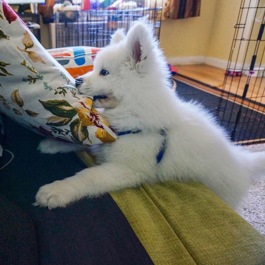 A Samoyed Dog puppy leaning towards the couch with a pillow in its mouth