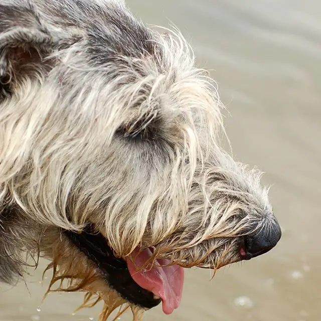 A Irish Wolfhound in the water