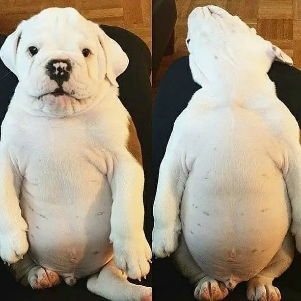 two photos of English Bulldog puppy lying on its back in the lap of its owner while awake and a photo of him still in the same position but sleeping flat on its back
