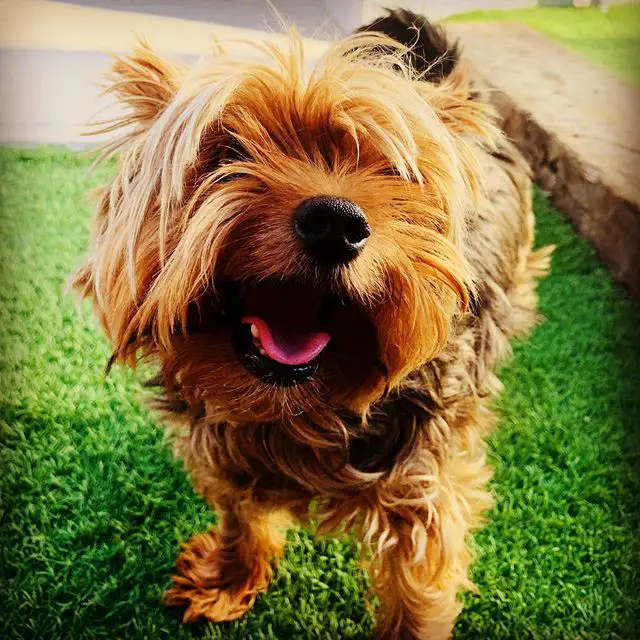 smiling Yorkshire Terrier while standing in the front yard