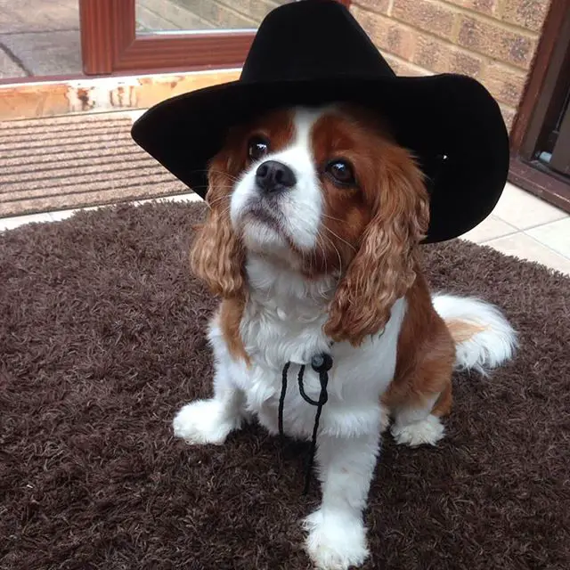 Cavalier King Charles Spaniel sitting on the carpet wearing a cowboy's hat while looking up with its begging face