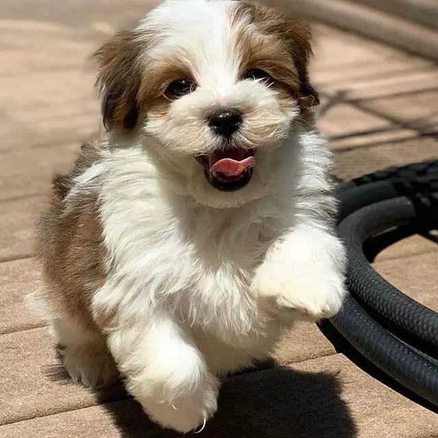 Havanese with white and brown fur pattern running