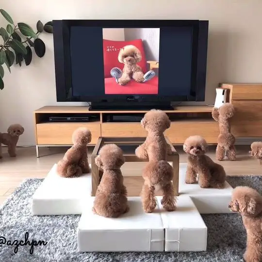 eight Poodles in the living room