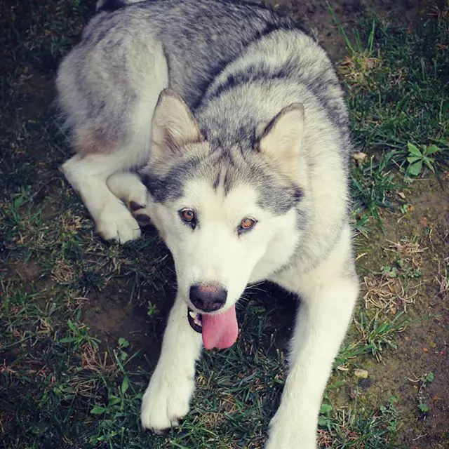 An Alaskan Malamute lying on the grass with its tongue sticking out on the side of its mouth