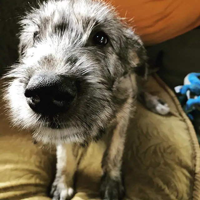 A Irish Wolfhound sitting on the couch with its sad face