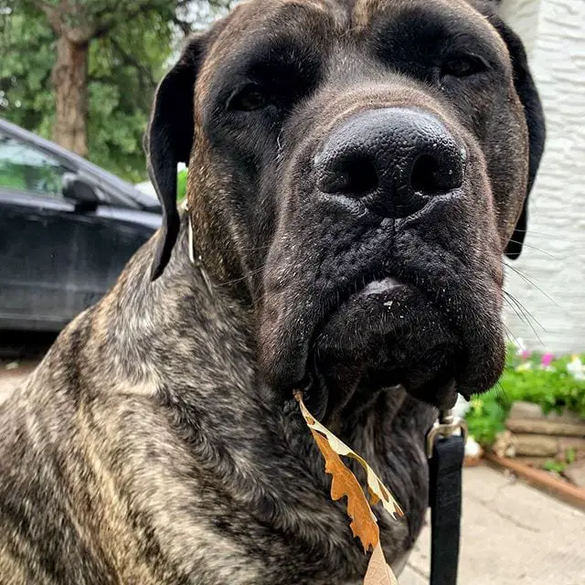 English Mastiff sitting outdoors in the parking area