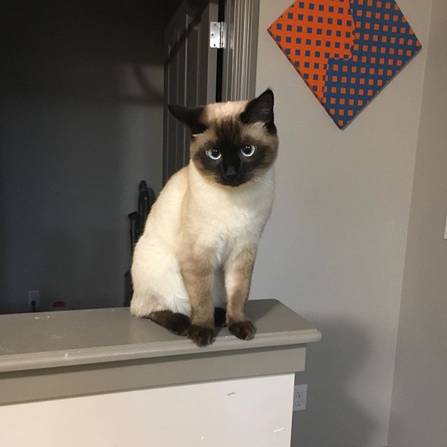 Siamese Cat standing on top of a partition
