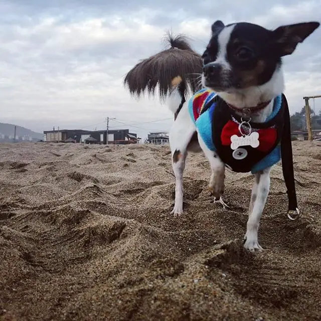 Chihuahua taking a walk in the sand