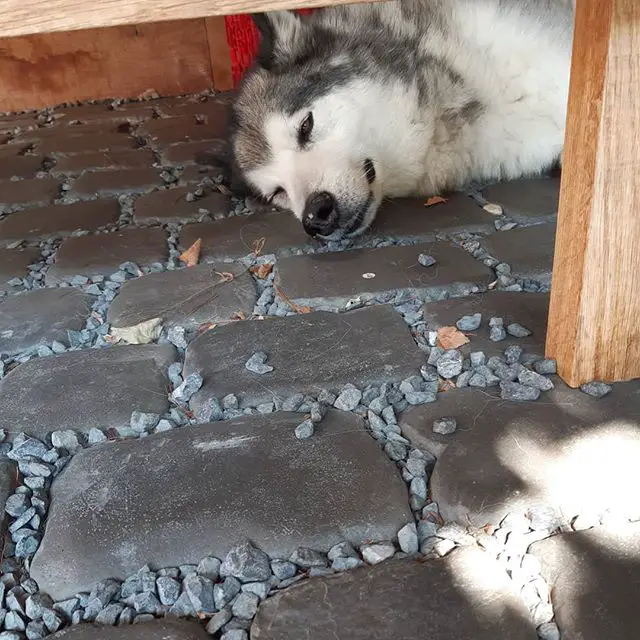 An Alaskan Malamute sleeping on the pavement under the table