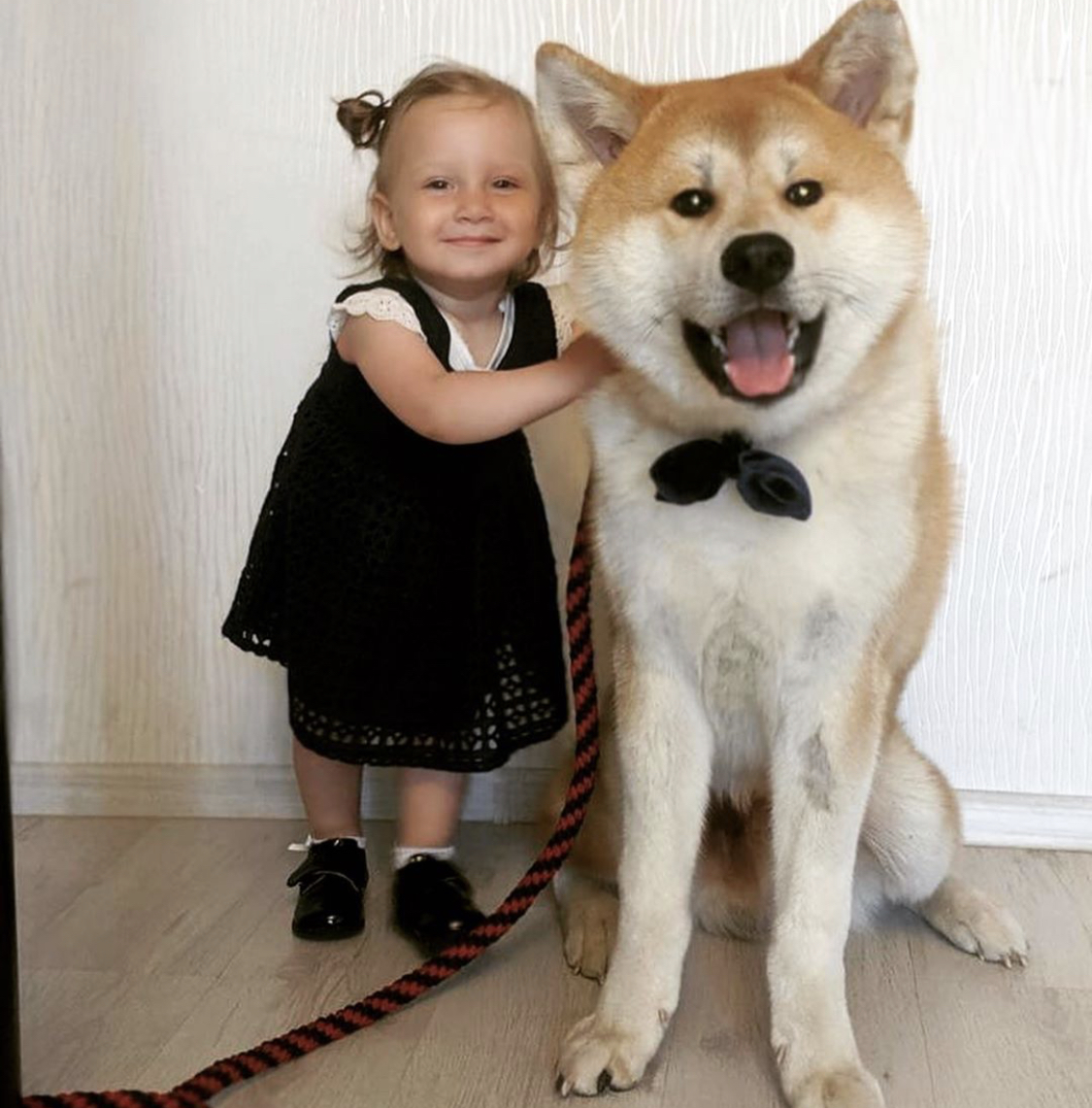 Akita Inu sitting on the floor next to a kid