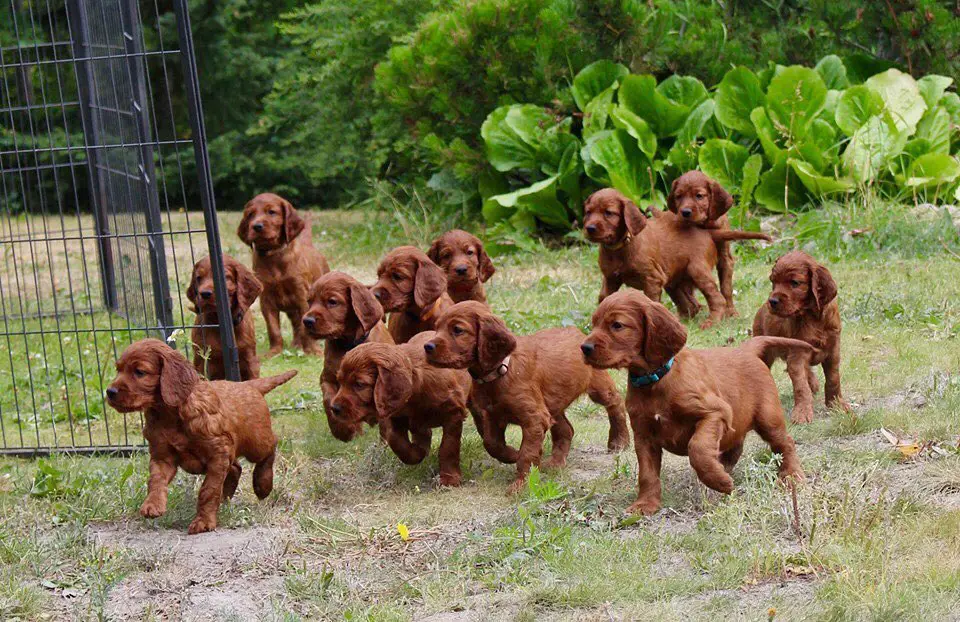 A bunch of Irish Setter puppies running in the backyard