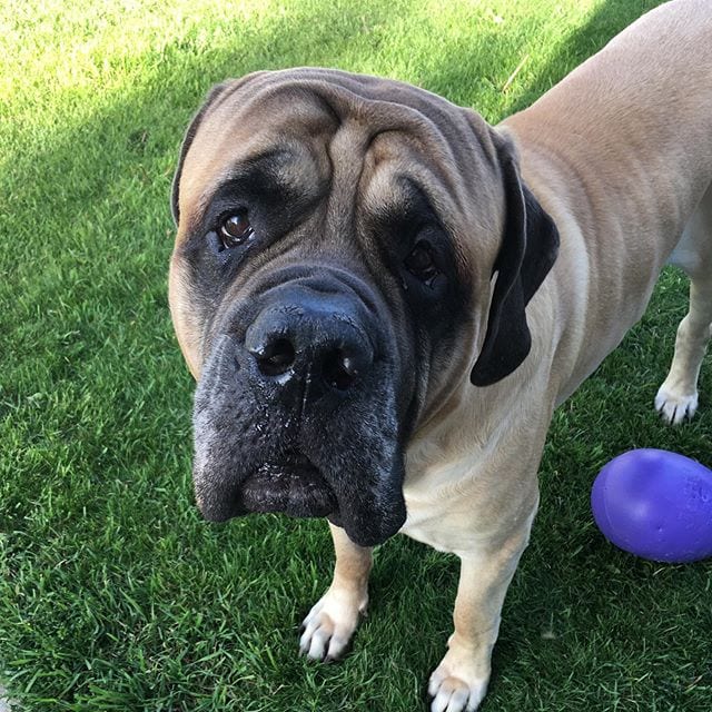 English Mastiff in the yard