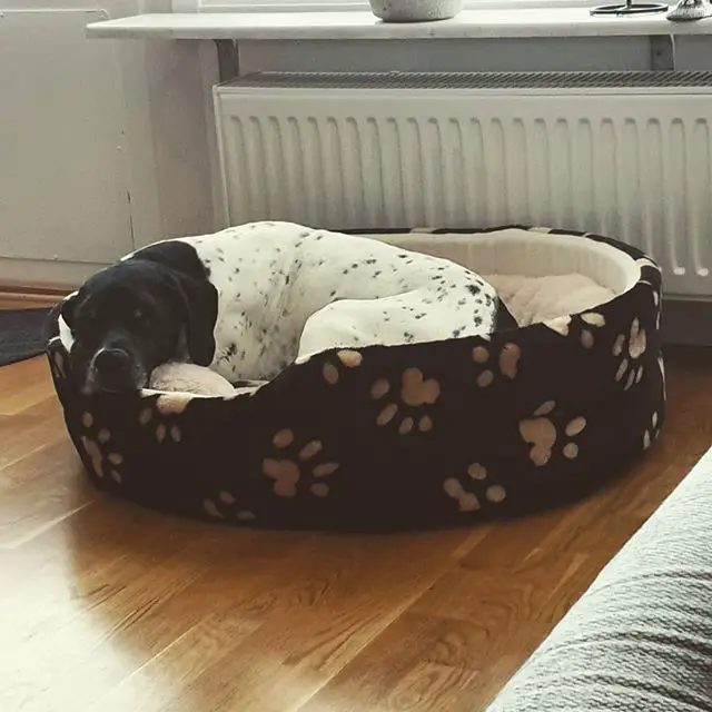 A Pointer curled up sleeping inside its bed