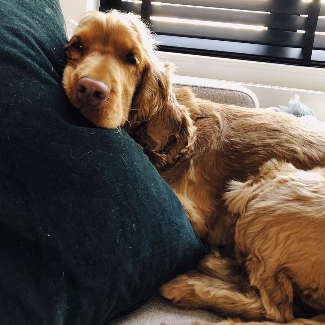 Cocker Spaniel lying on the bed while leaning its head on the pillow