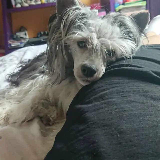 A Chinese Crested Dog lying on the bed with its head leaning to the legs of a woman lying next to him