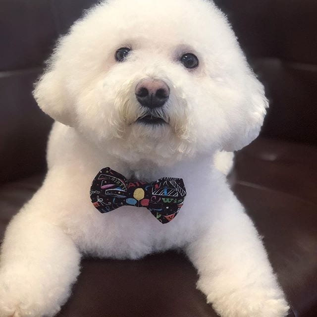 A Bichon Frise wearing ribbon tie around its neck while lying on the chair