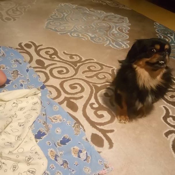 A Pekingese sitting on the bed