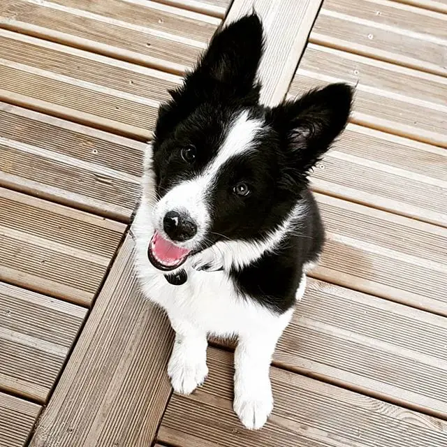 Border collie sitting on the wooden floor